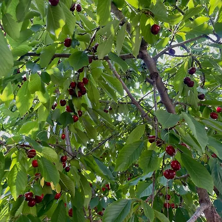 Le Pergole Casa de Férias *